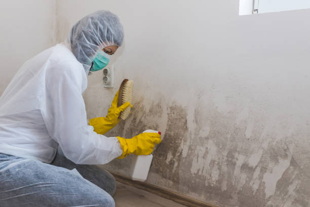 Trusted Foster Brook, PA Mold Removal Experts